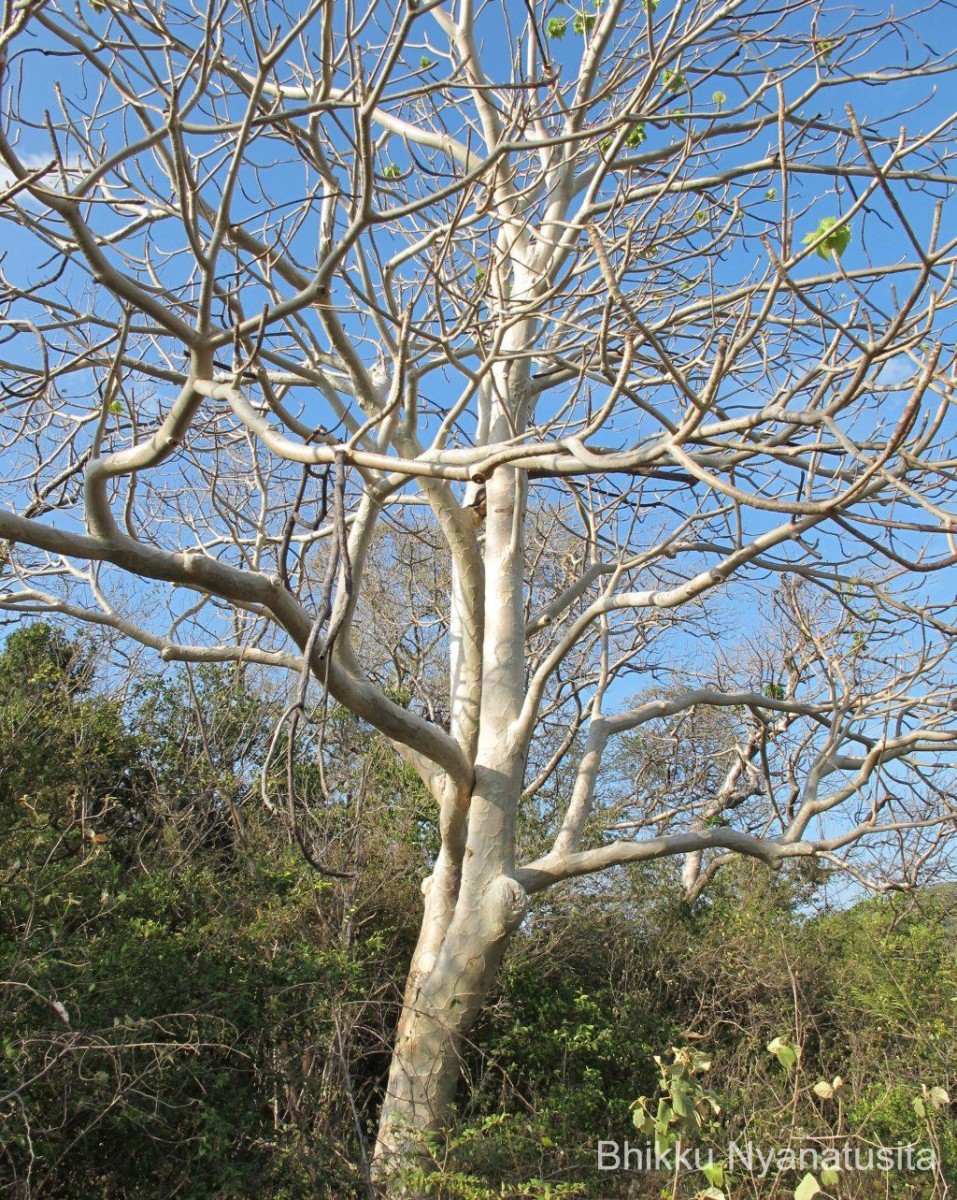 Sterculia urens Roxb.